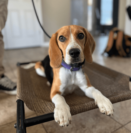 Beagle puppy during a private lesson, making great strides in behavior and obedience with personalized training.