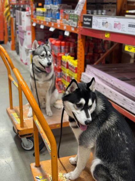 Two Huskies in their Board and Train program, making impressive progress in obedience and behavior training.