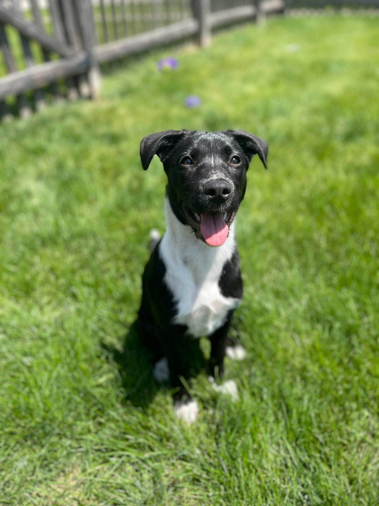 Everything More Canine Puppy Training