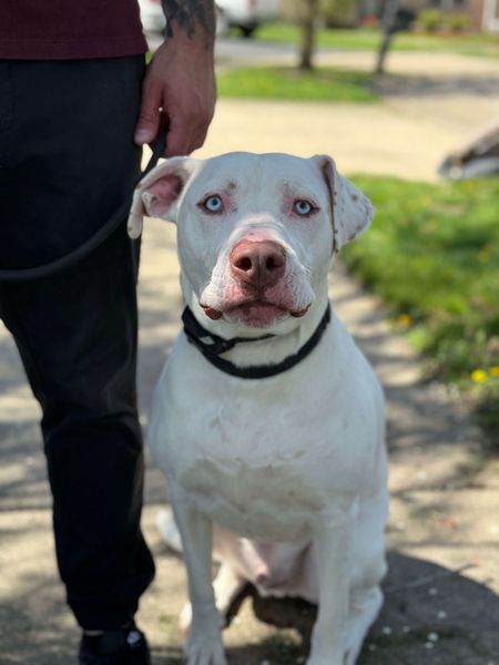 Dog in a behavior modification program, working with a trainer to address challenging behaviors and develop positive habits.