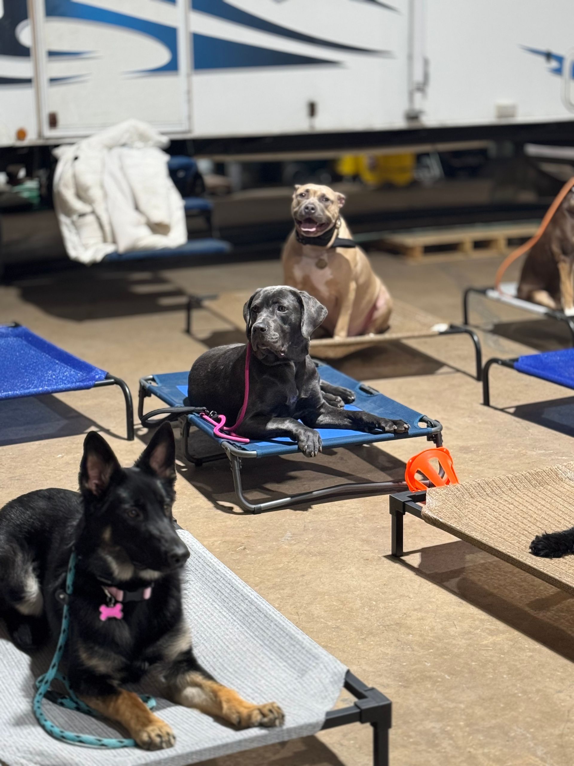 Everything More Canine Group Class