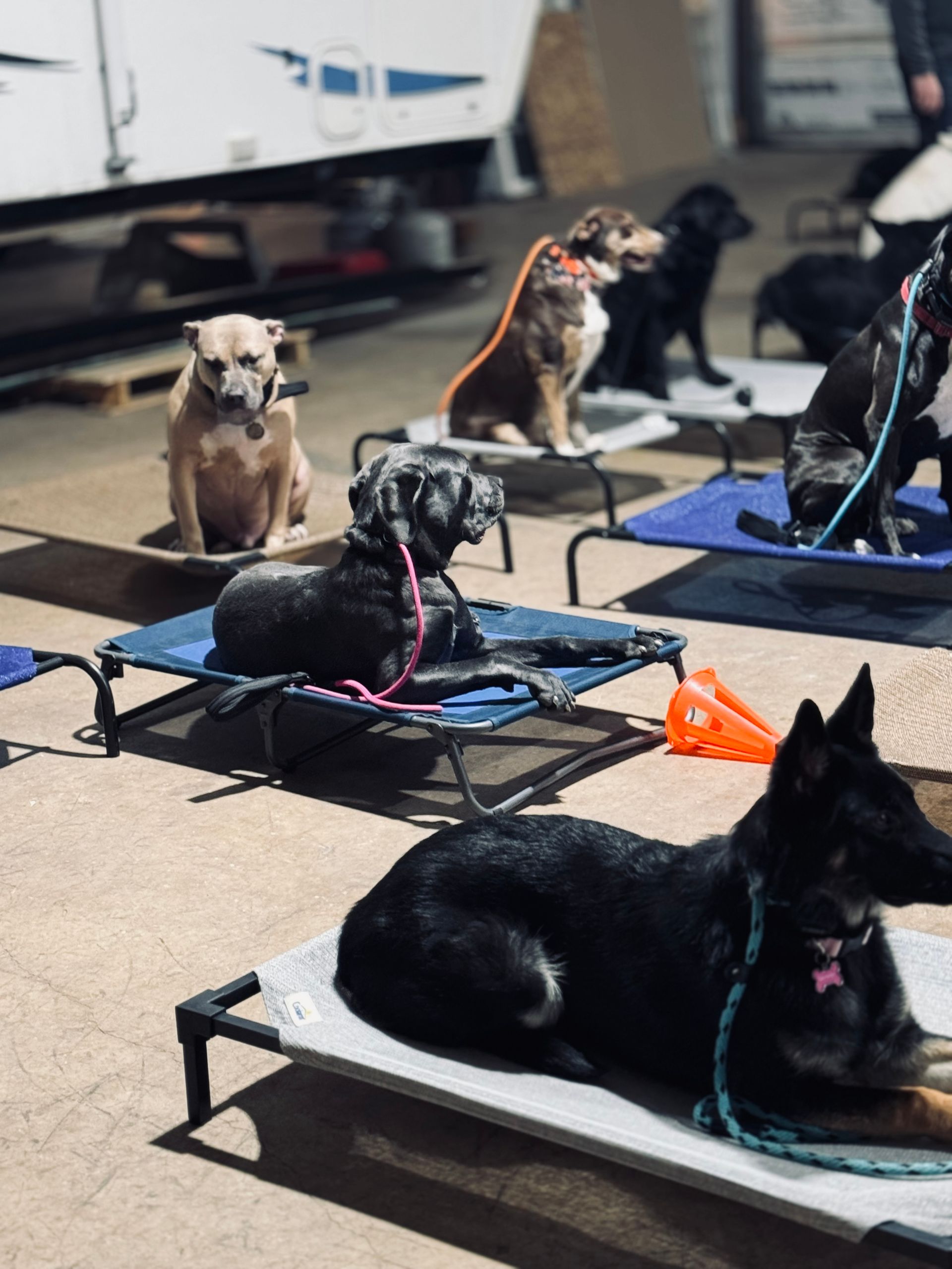 Two Huskies in their Board and Train program, making impressive progress in obedience and behavior training.