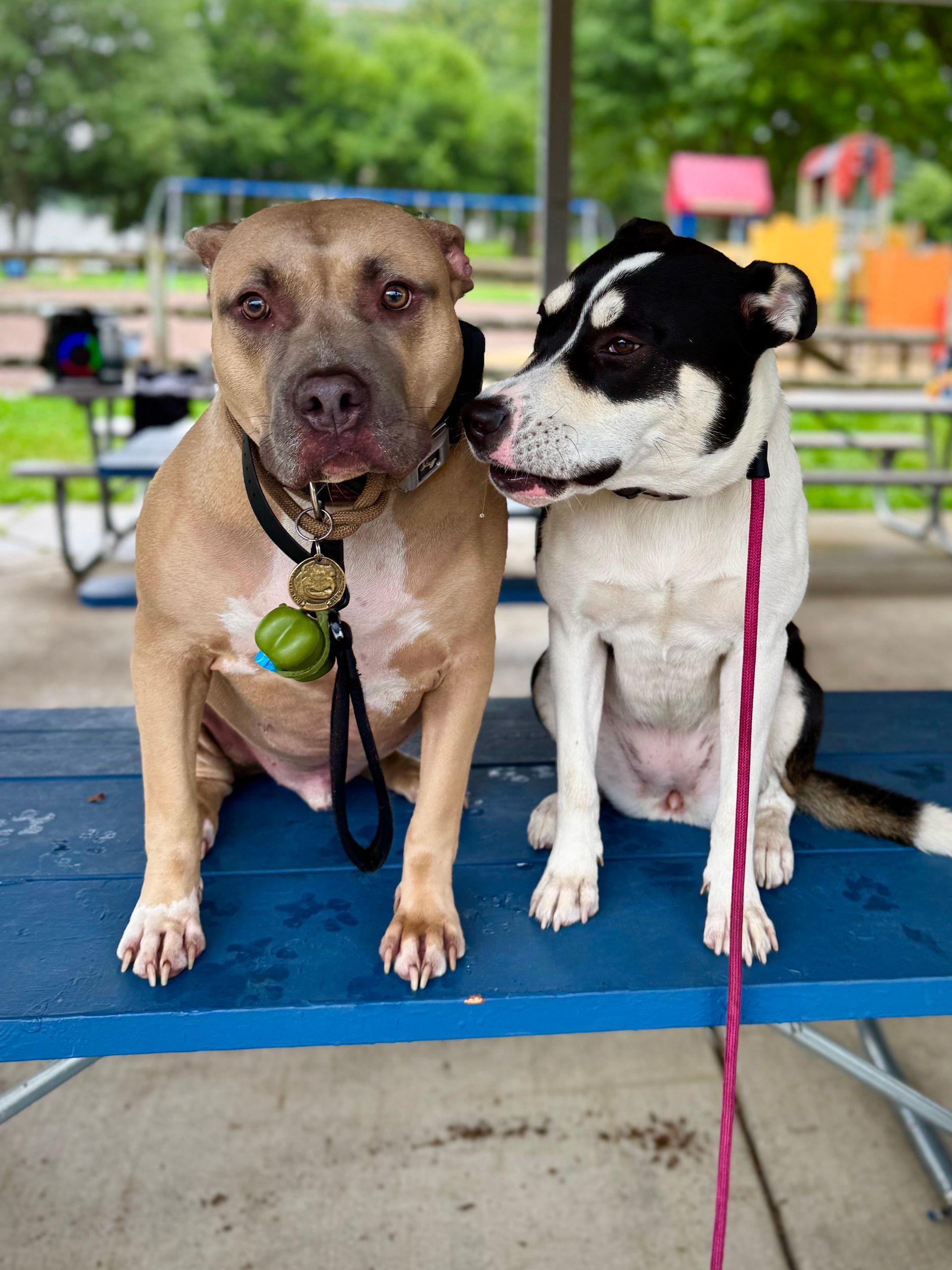 Beagle puppy during a private lesson, making great strides in behavior and obedience with personalized training.