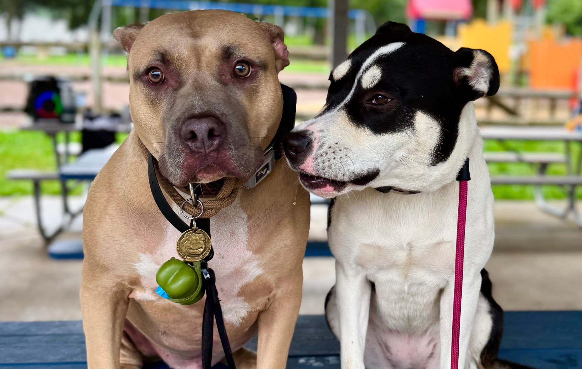 Two large breed dogs, a Pitbull mix and a black and white dog, sitting together calmly outdoors.