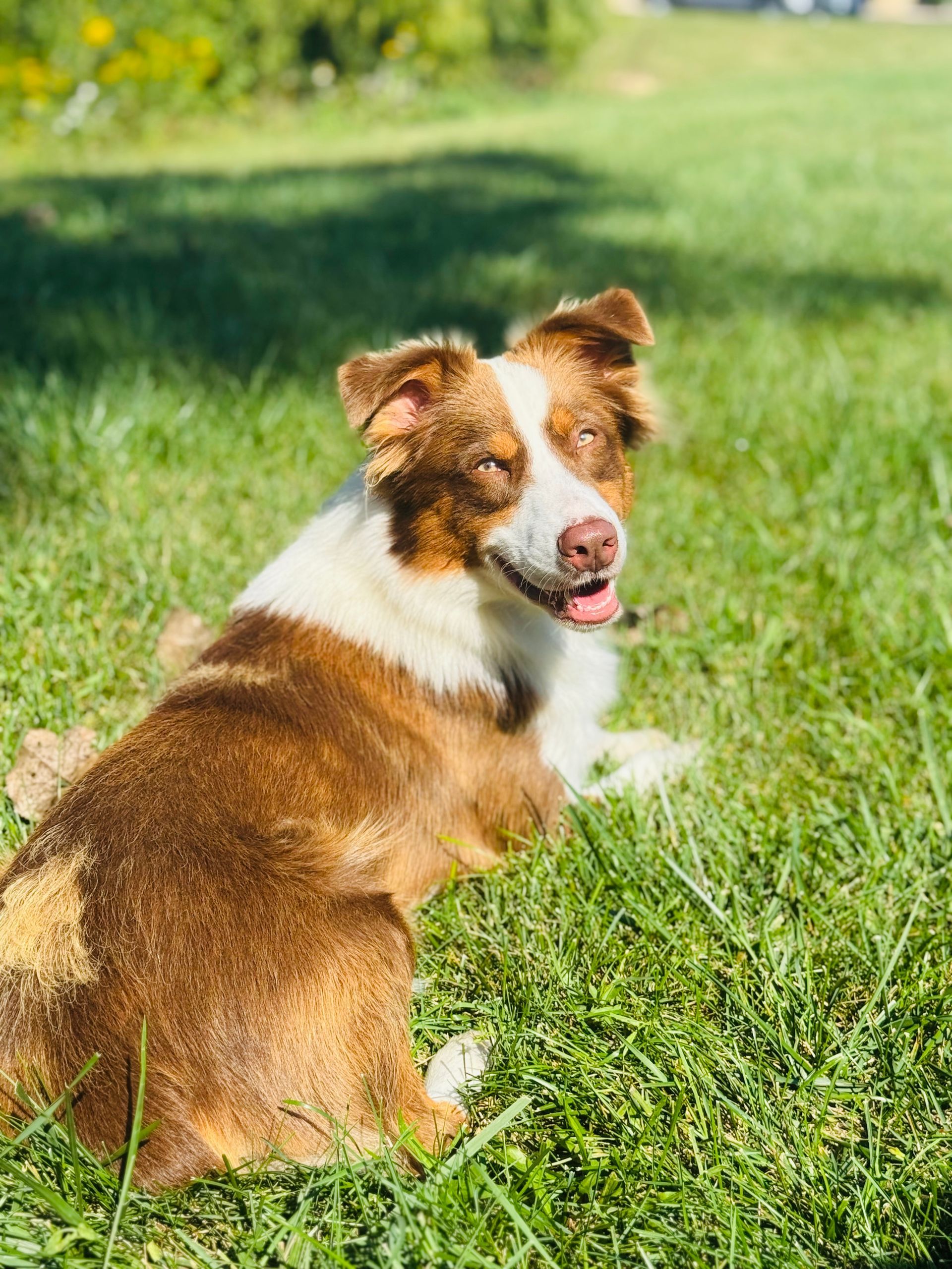 A brown and white Australian Shepherd looking up during a private dog training lesson in a field.