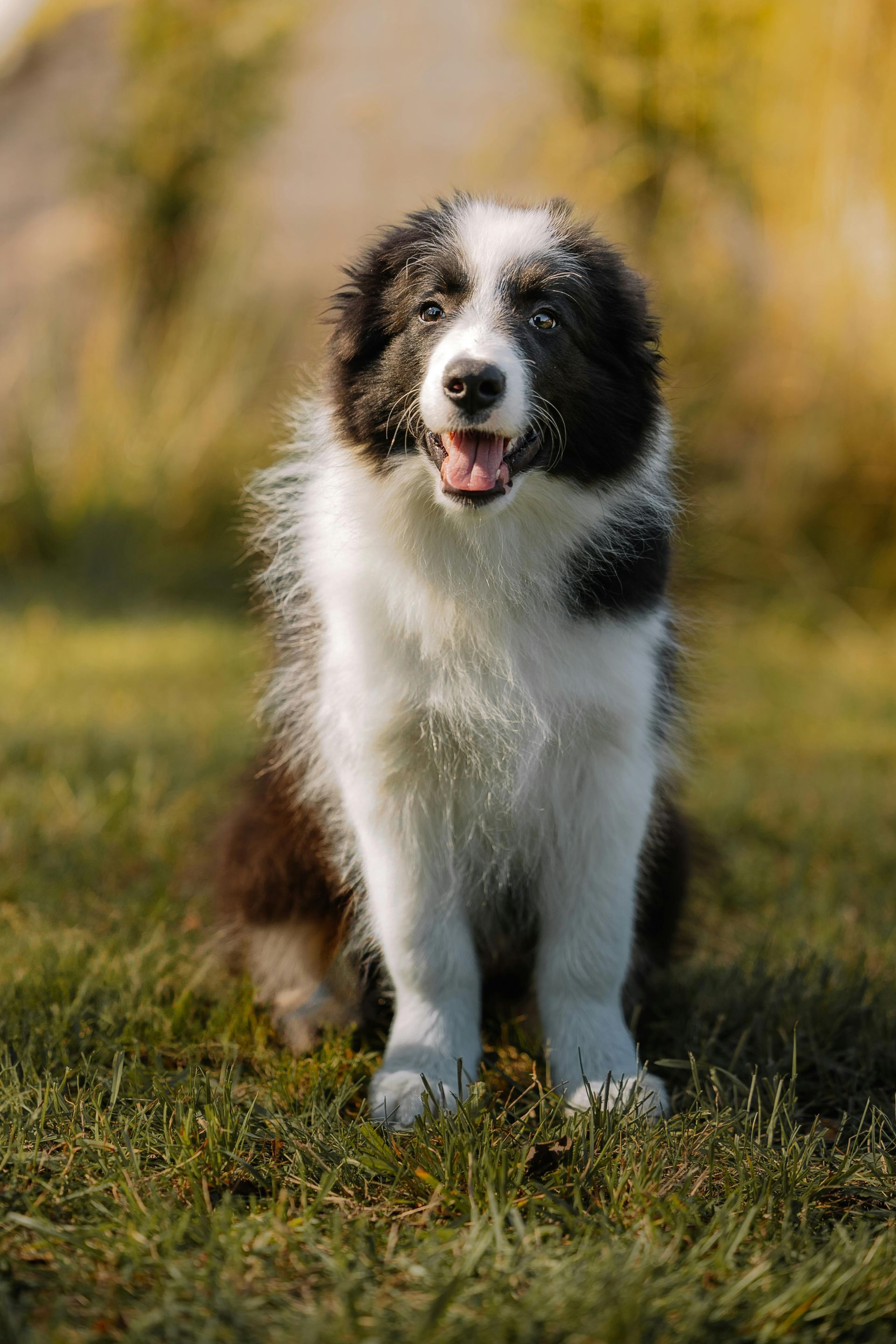 Everything More Canine Puppy Training