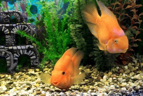 agrimaco vullo immagini acquari