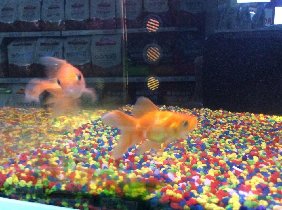 agrimaco vullo immagini acquari