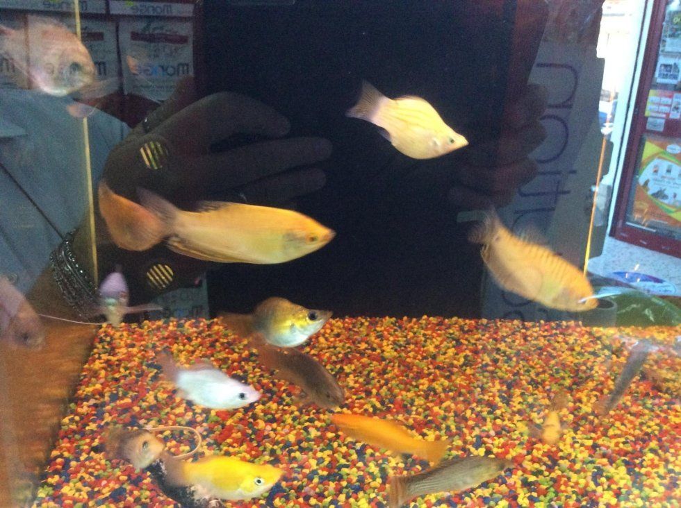 agrimaco vullo immagini acquari