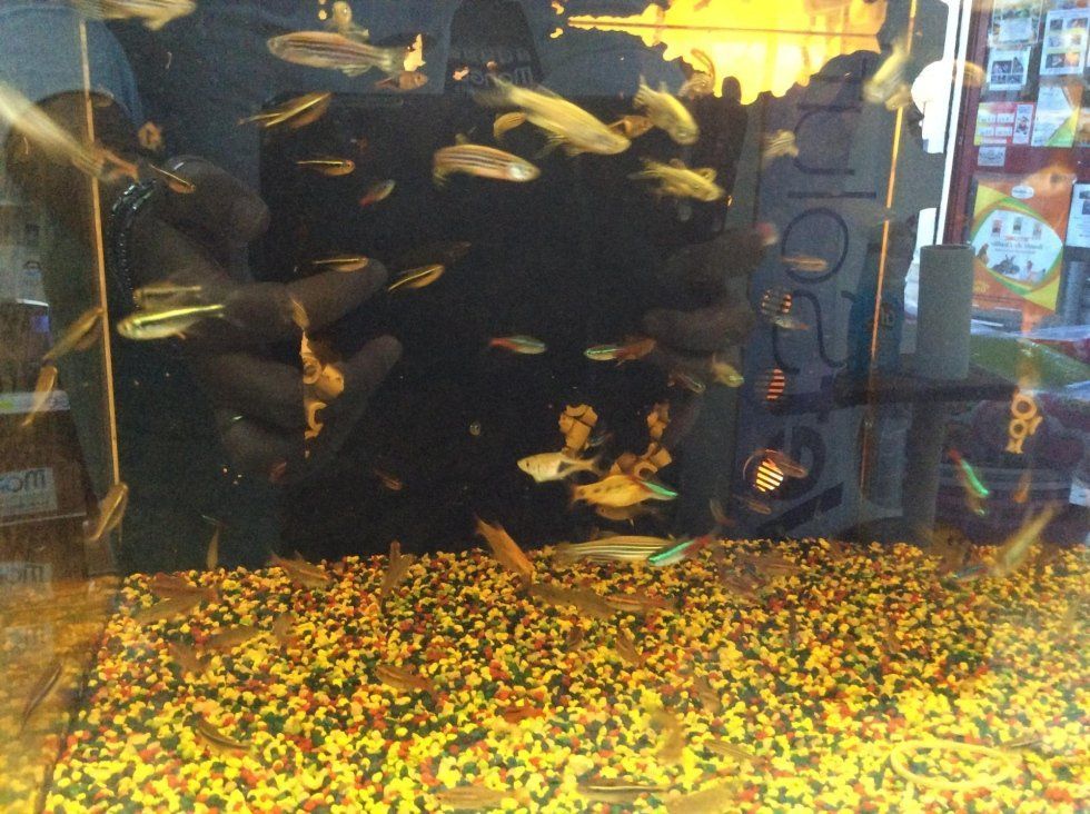 agrimaco vullo immagini acquari