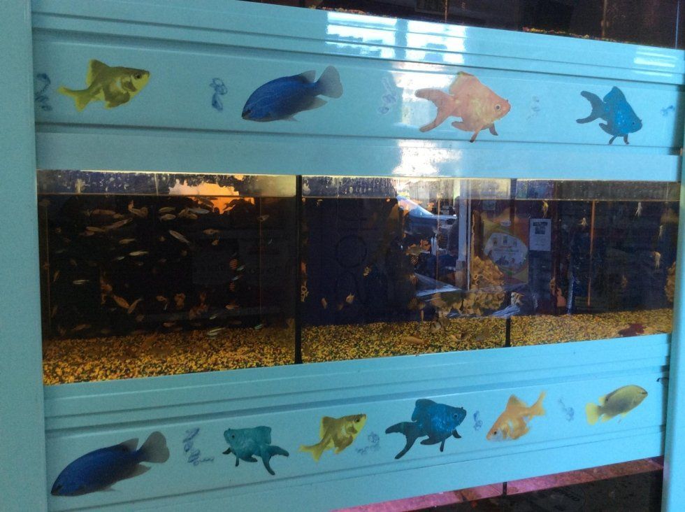 agrimaco vullo immagini acquari