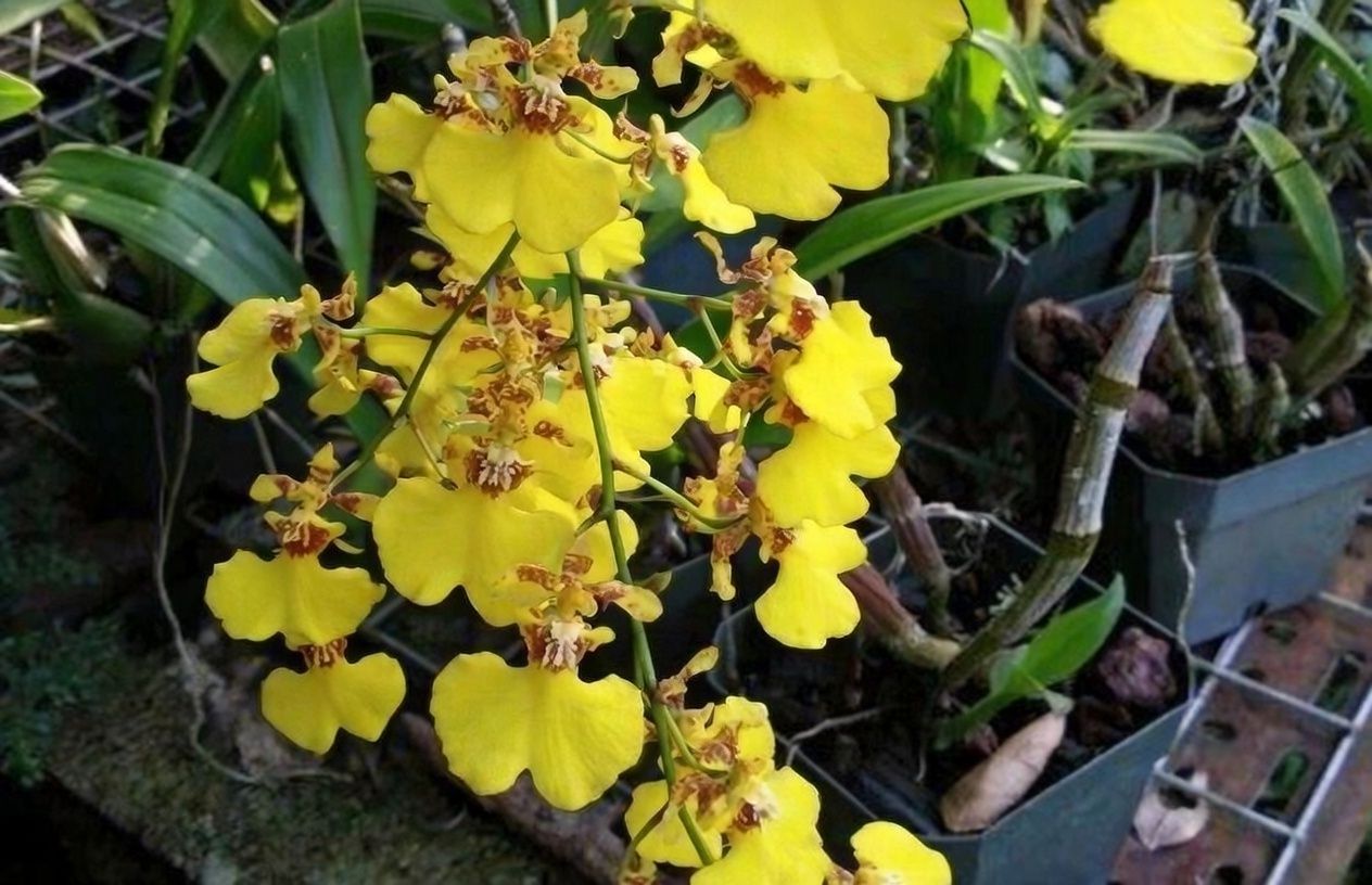 Gardeners' World - Caribbean Islands & Gardens