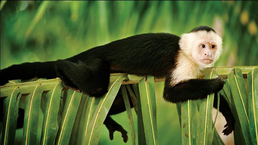 Solo Offer - Real Costa Rica