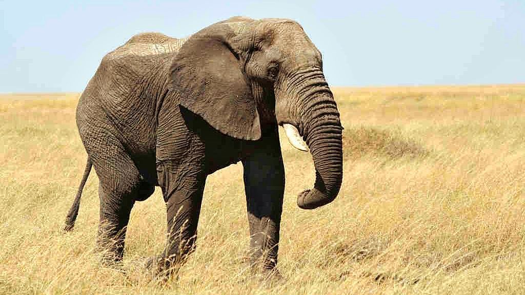 Solo Offer - South African Safari Adventure