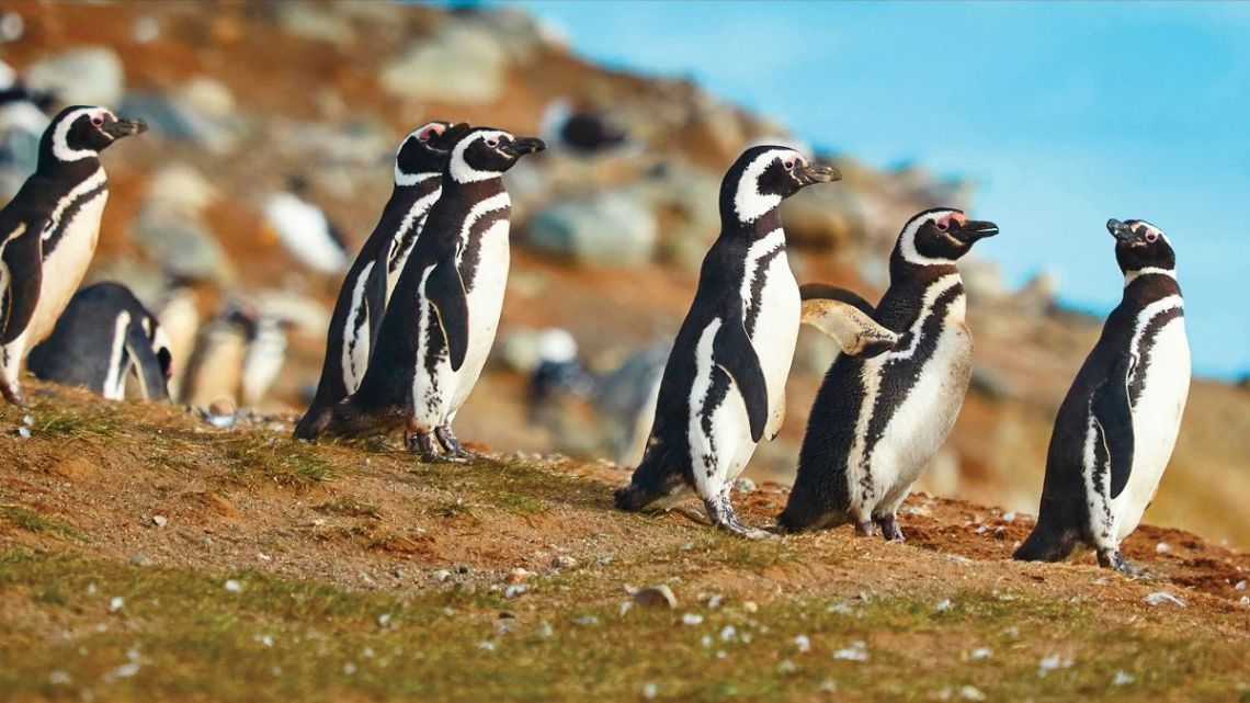 Solo Offer - Chile - The Atacama to Patagonia