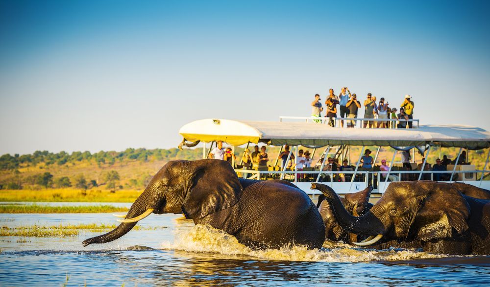 Elephants crossing a river in front of a safari boat with tourists in the Okavango Delta, Botswana.
