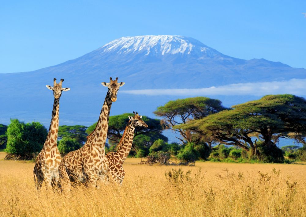 Three giraffes in grassy savanna with Mount Kilimanjaro in the background.
