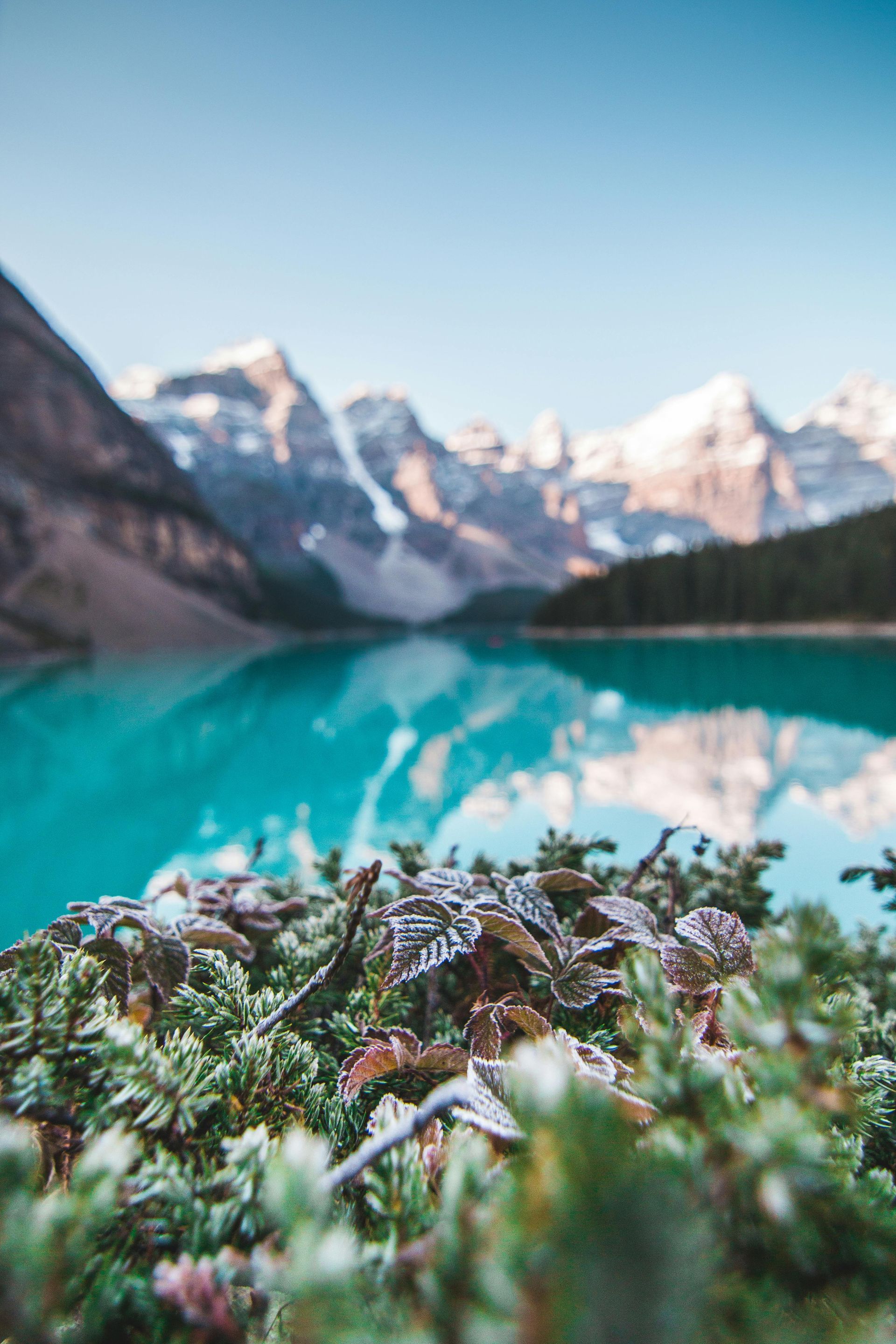 Vibrant turquoise lake with mountains reflected, foreground of frosty green plants, blue sky.