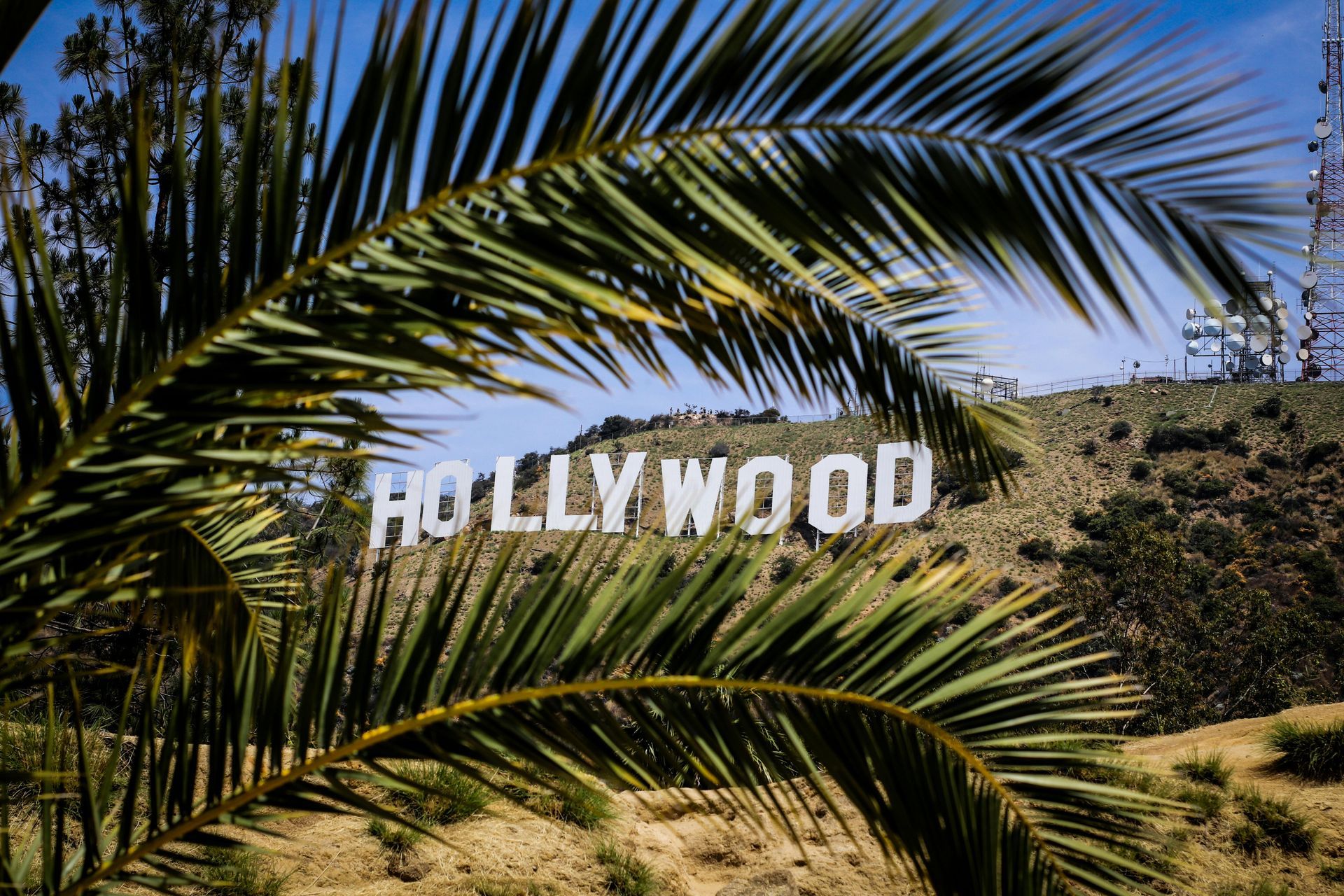 Hollywood sign on hillside, framed by palm fronds.