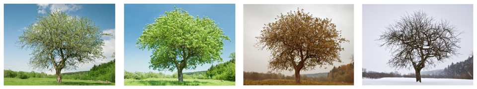 Picture of Tree across Four Seasons
