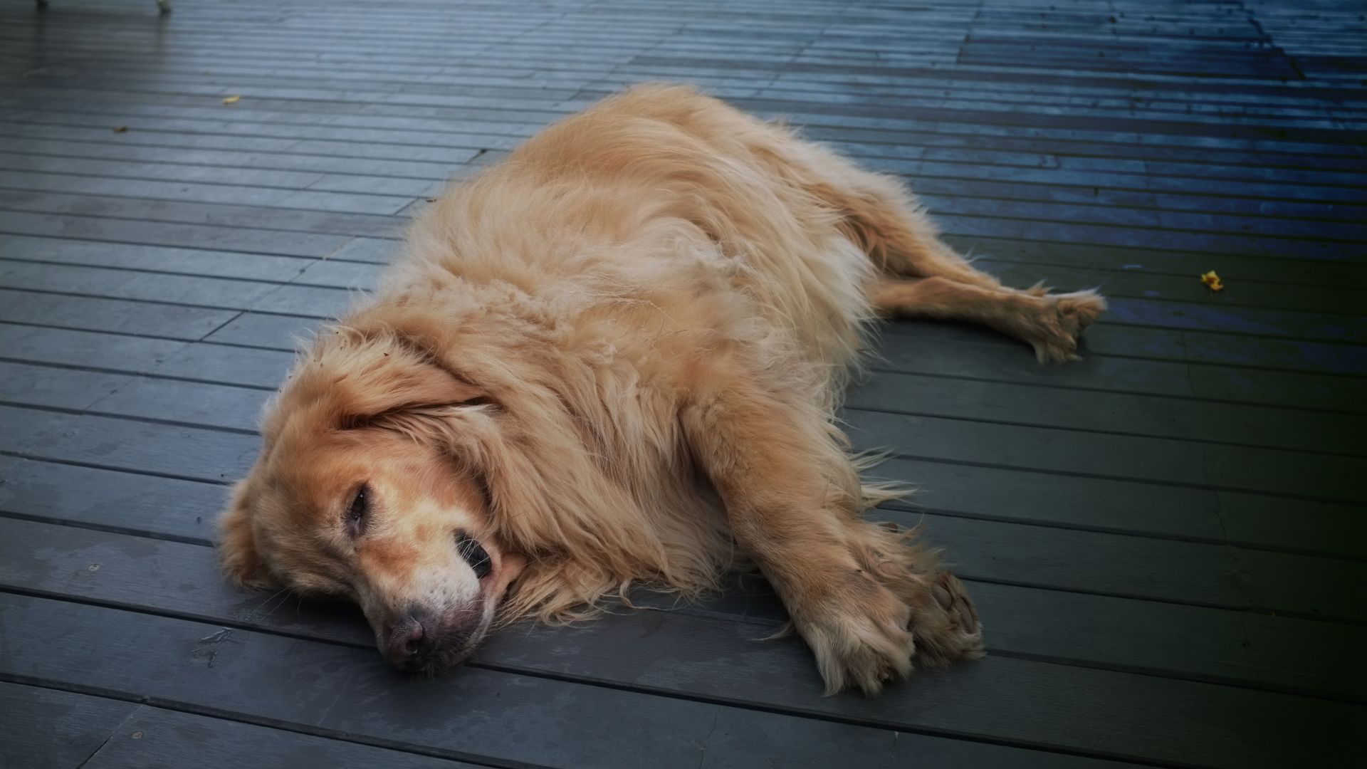 Golden Retriever sleeping on a wooden deck in Tempe, AZ, with a few scattered leaves around.