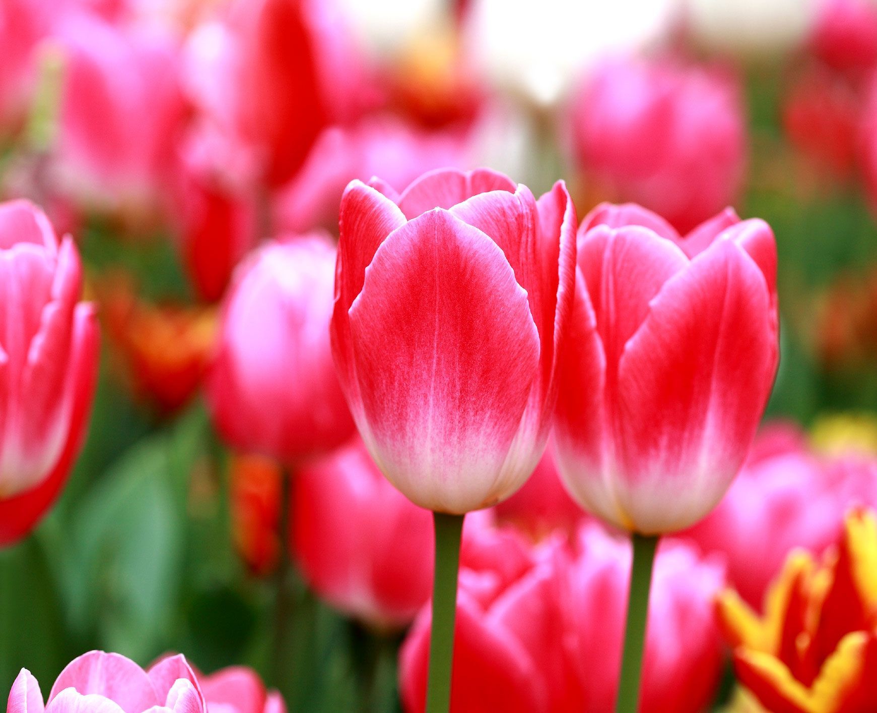 A bunch of pink tulips are growing in a garden