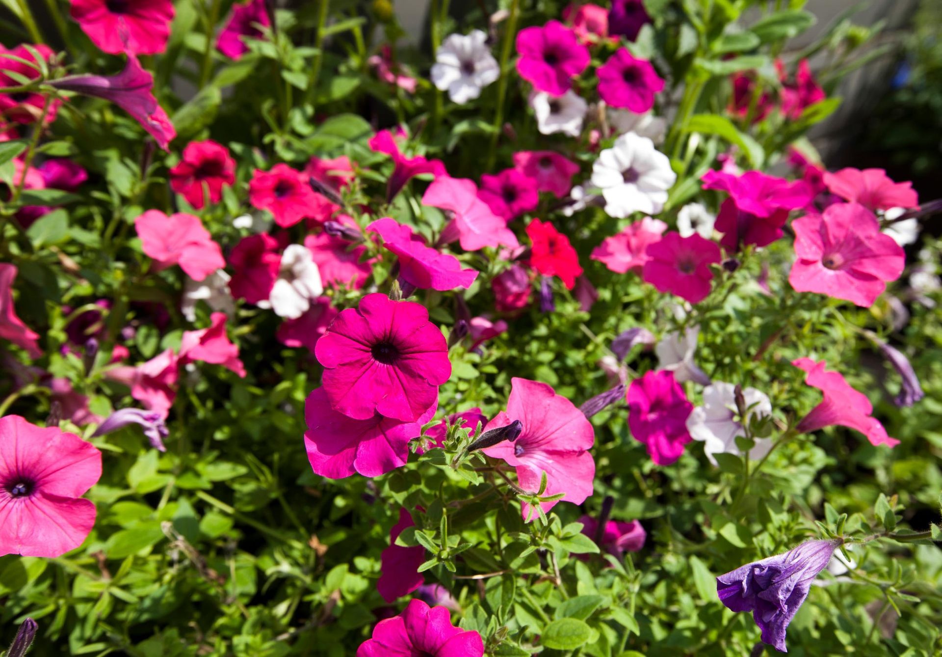A bunch of pink and white flowers are growing in a garden.