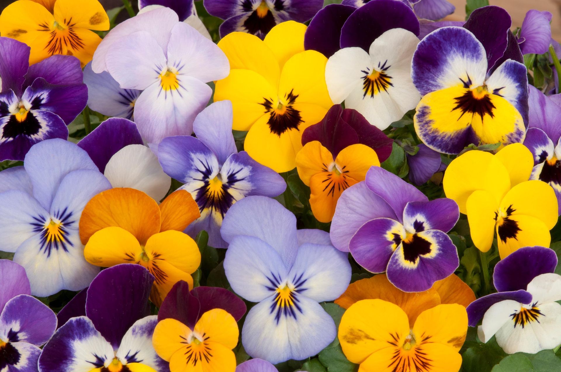A bunch of yellow and purple flowers with a yellow center