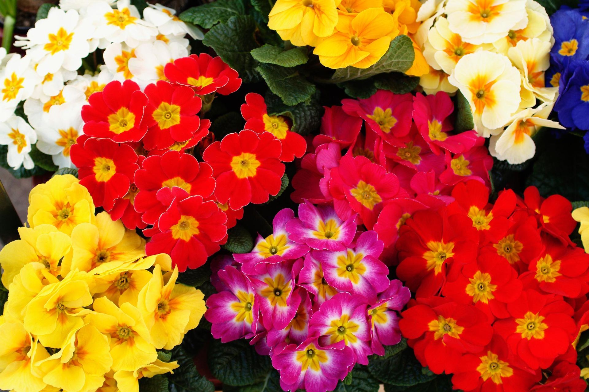 A bunch of different colored flowers are sitting on top of each other.