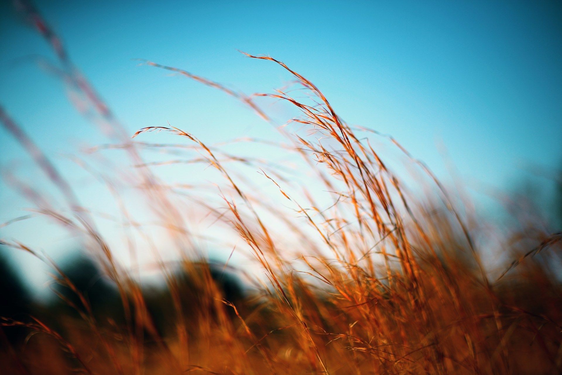 A close up of tall grass blowing in the wind against a blue sky.