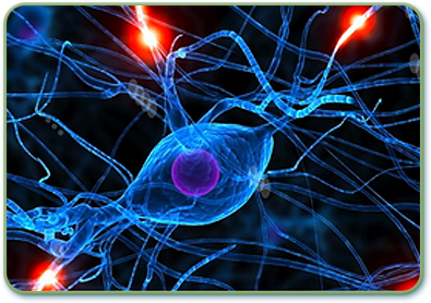 A doctor in a white coat uses a pen to point to a plastic model of a human spine while consulting with a patient.