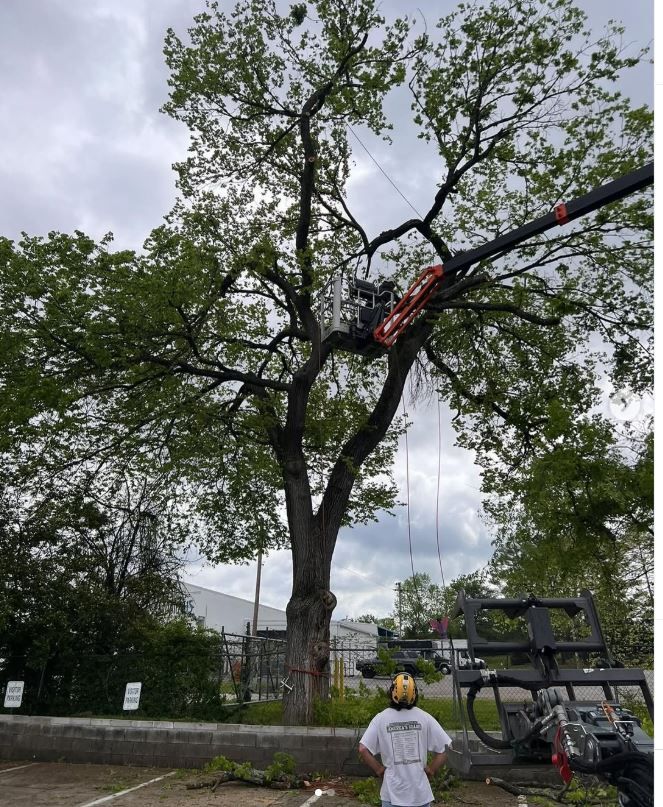 A man is standing in front of a tree with a crane in the background