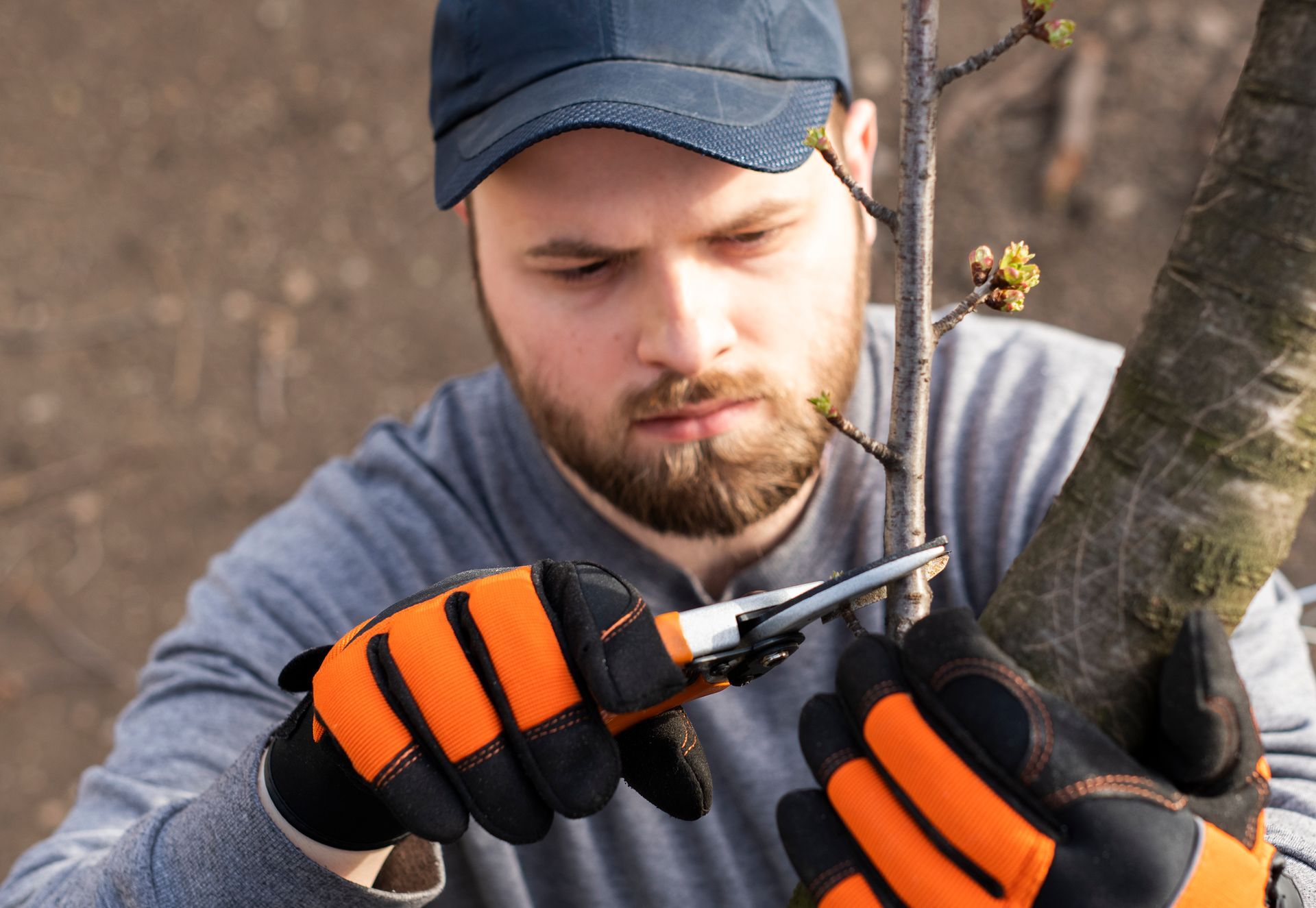 A man is cutting a tree branch with a pair of scissors.