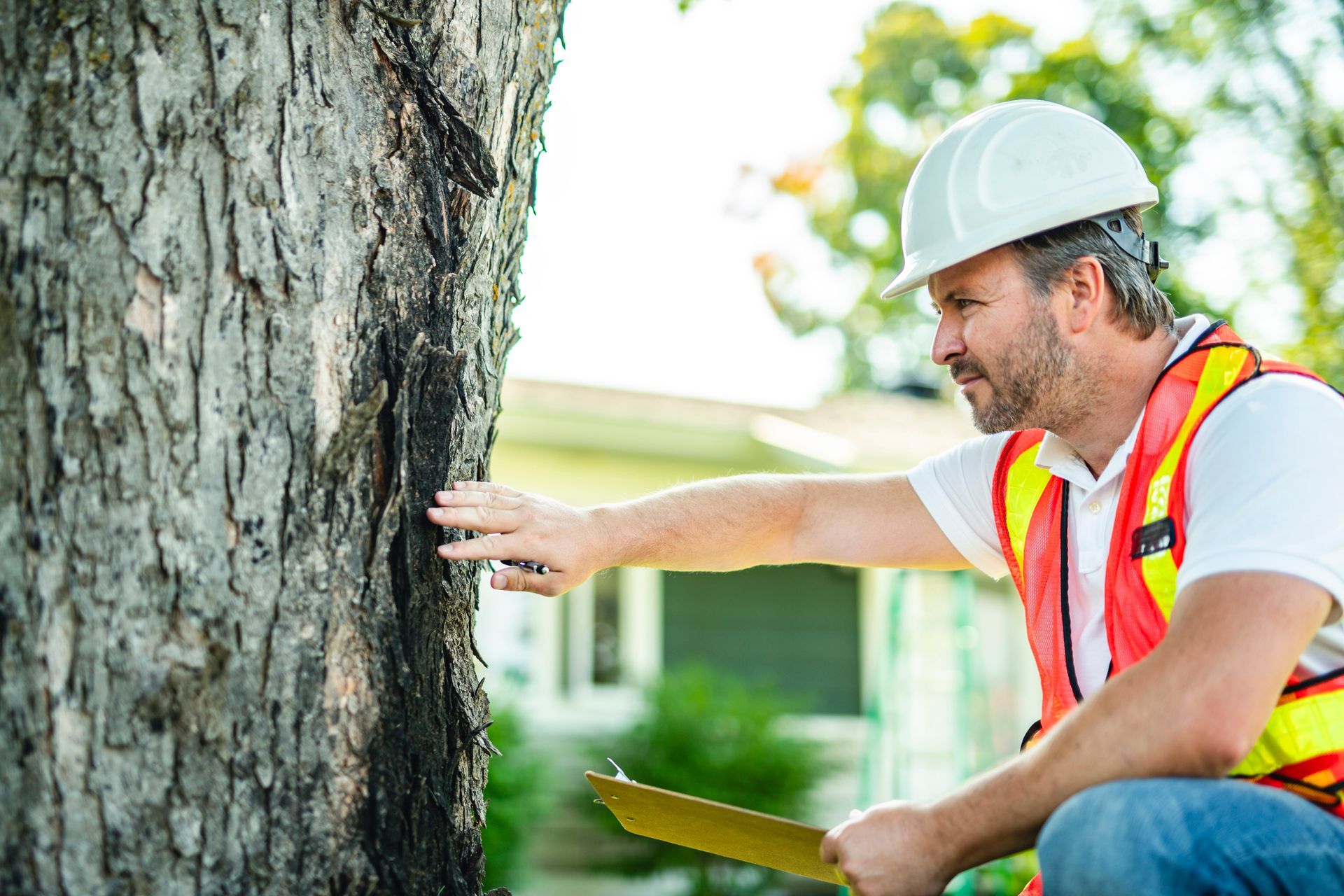 A man wearing a hard hat and safety vest is looking at a tree.