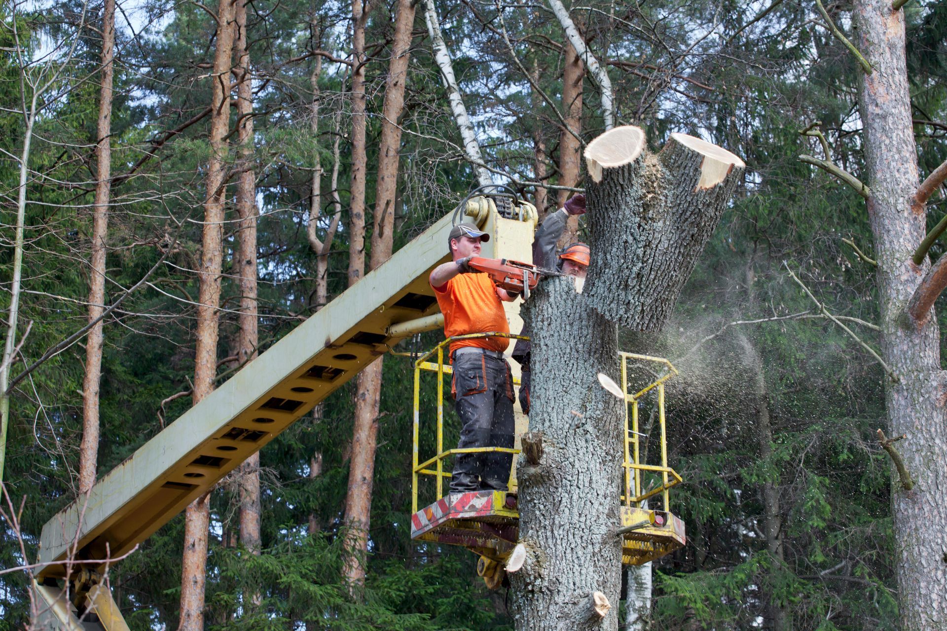 A man is cutting a tree with a chainsaw in the woods.