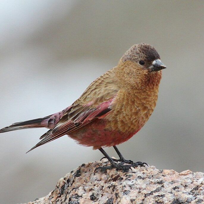 BCRF_ClearCreek_TomBenson_CC-BY-NC-ND Brown-capped Rosy-Finch. Photo By Tom Benson (CC-BY-NC-ND)