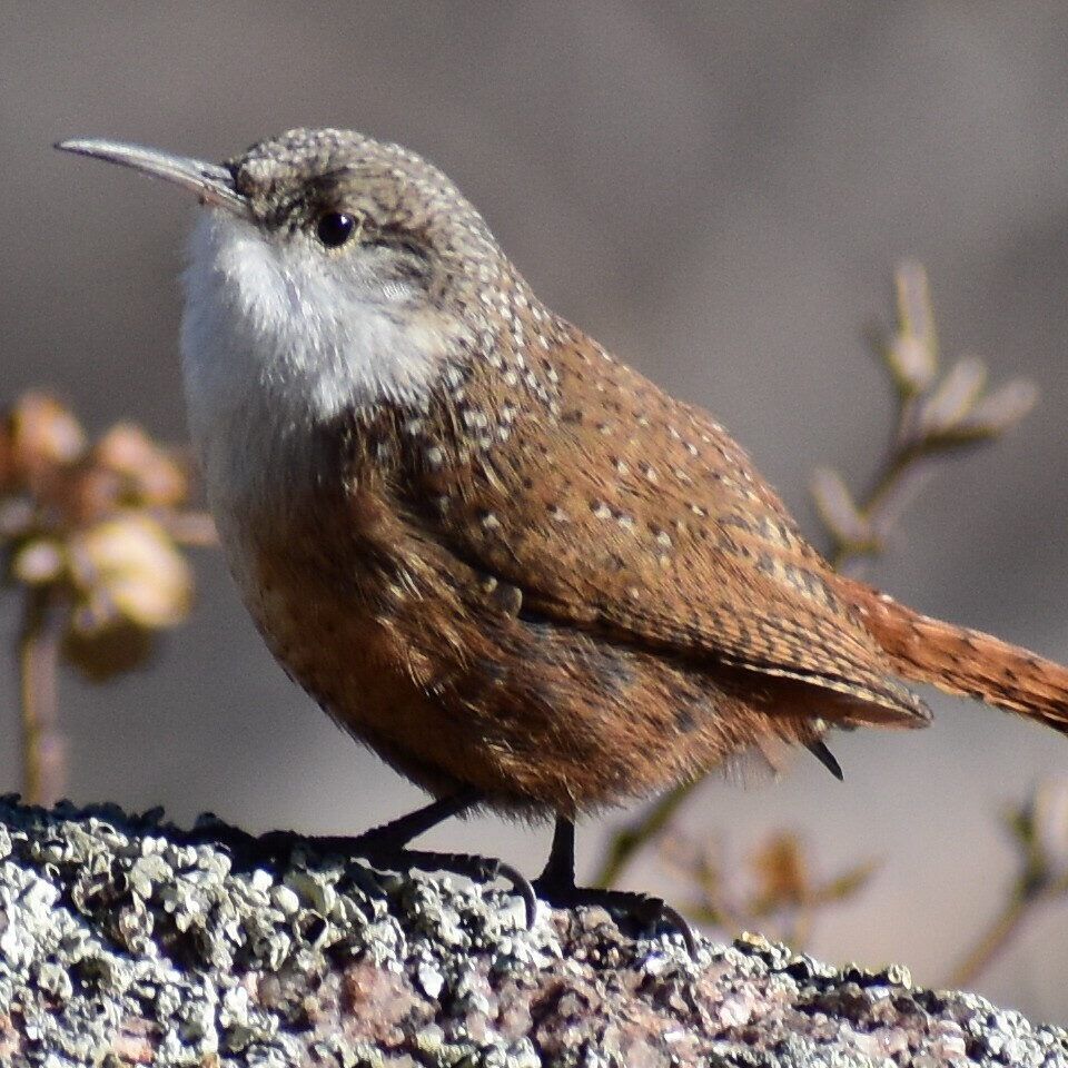 CANW_SondraBland Canyon Wren perched on lichen covered rock.