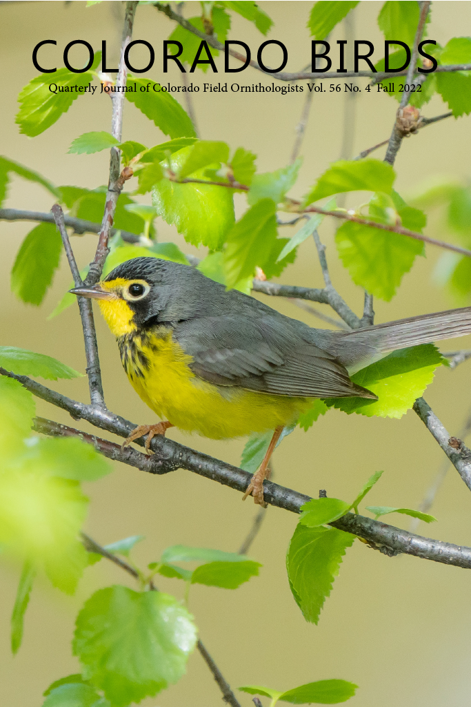 Image of a Canada Warbler on the cover of Colorado Birds journal