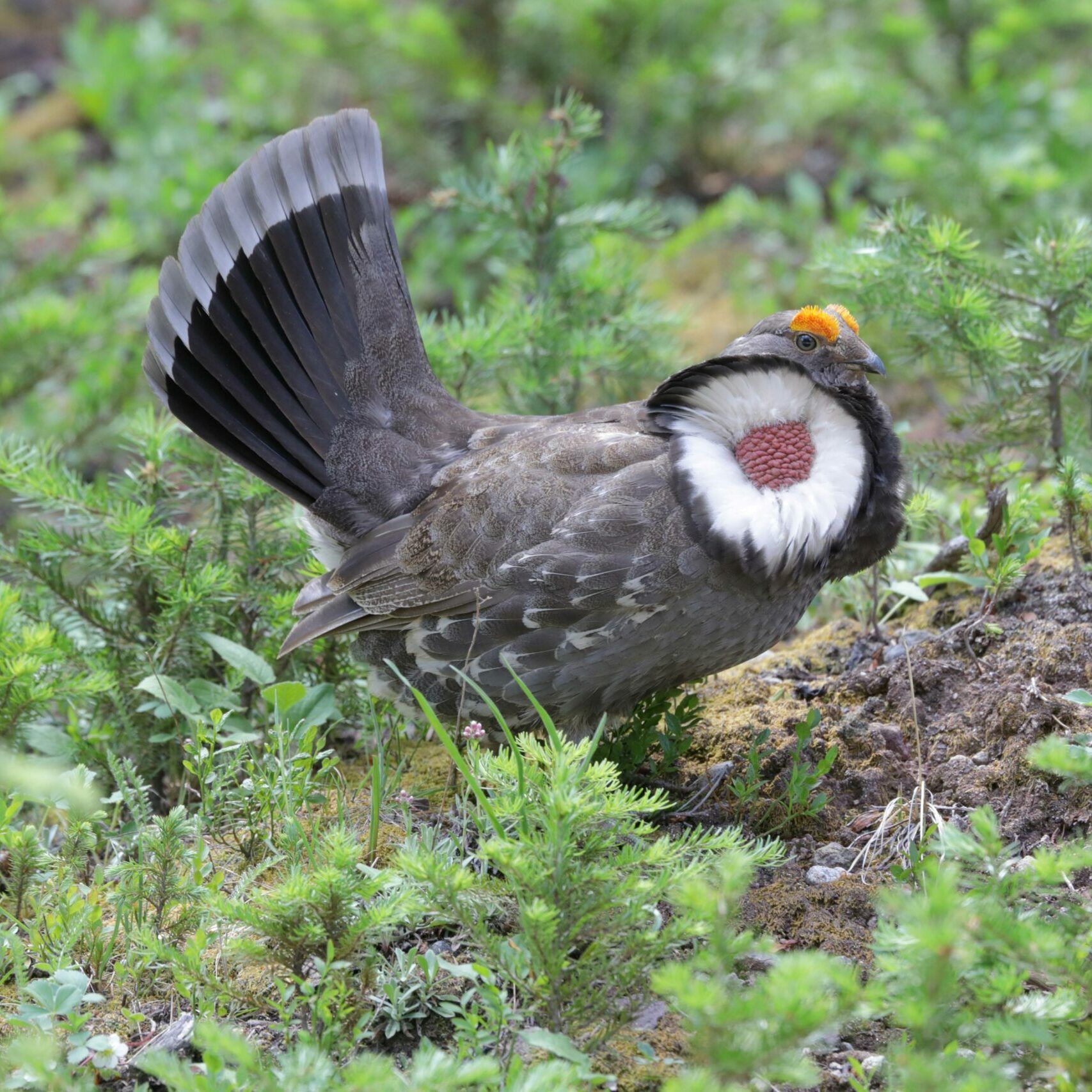 Dusky-Grouse-3-Peter-Burke_sm Dusky-Grouse-3-Peter-Burke_sm