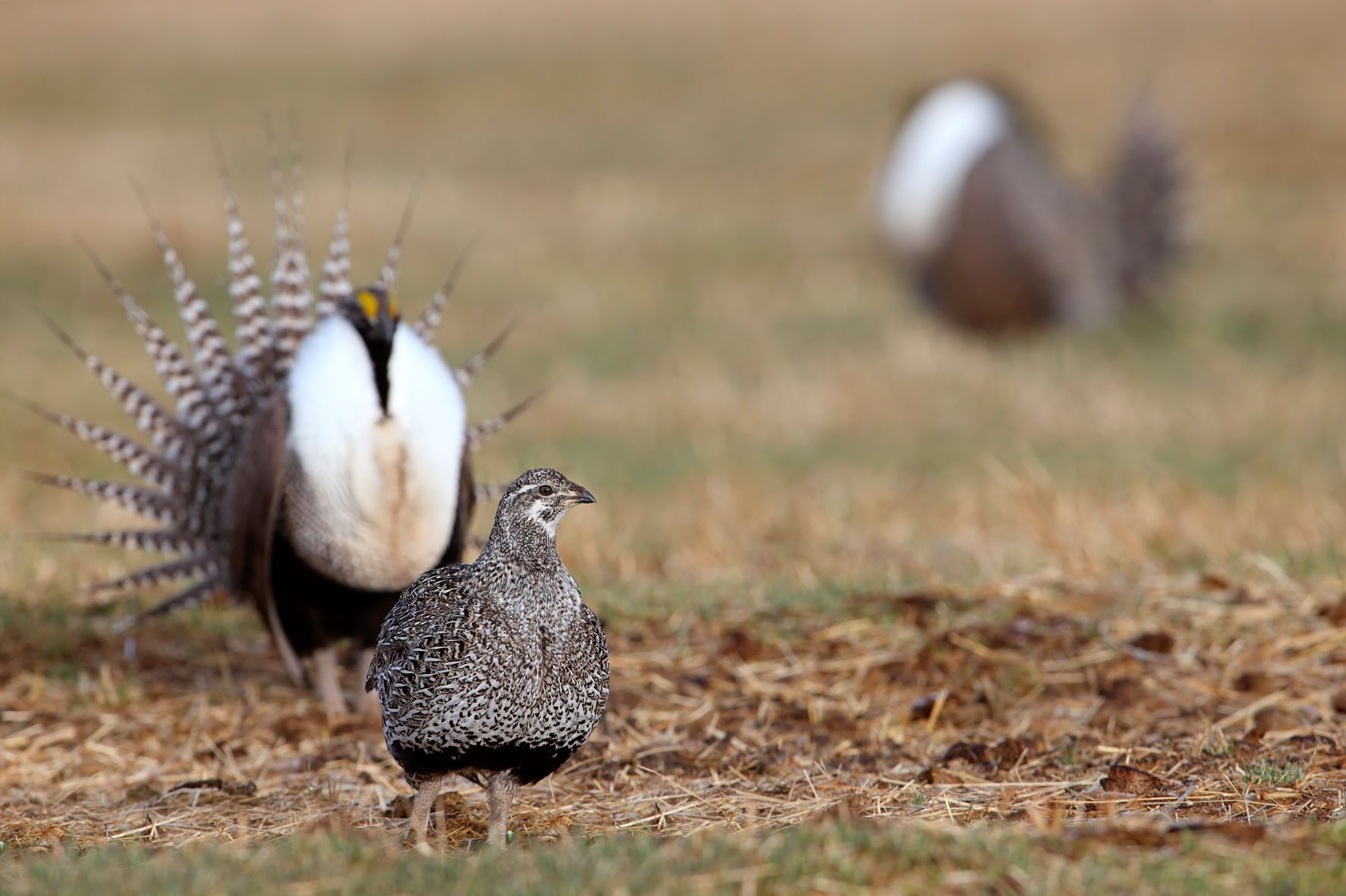 Gunnison Sage-Grouse. Credit Gary Kramer