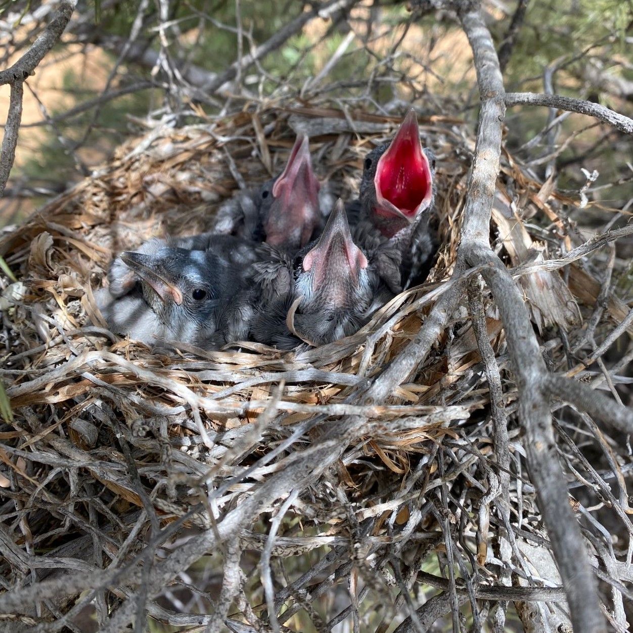 PinyonJay_nest_AaronYappert_sq Nest with four young Pinyon Jays