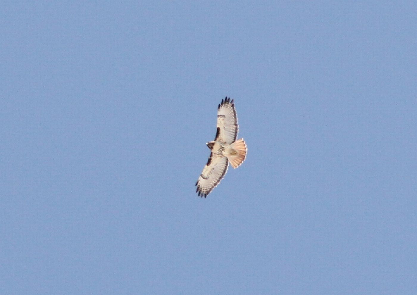 Red-tailed_Hawk,_Mackinaw_Straits_Hawk_Watch,_2_April_2014 Red-tailed Hawk. Photo by Caleb Putnam (CC BY-SA)