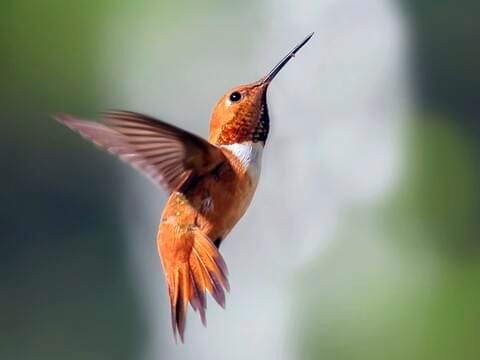 Roufus Hummingbird Roufus Hummingbird