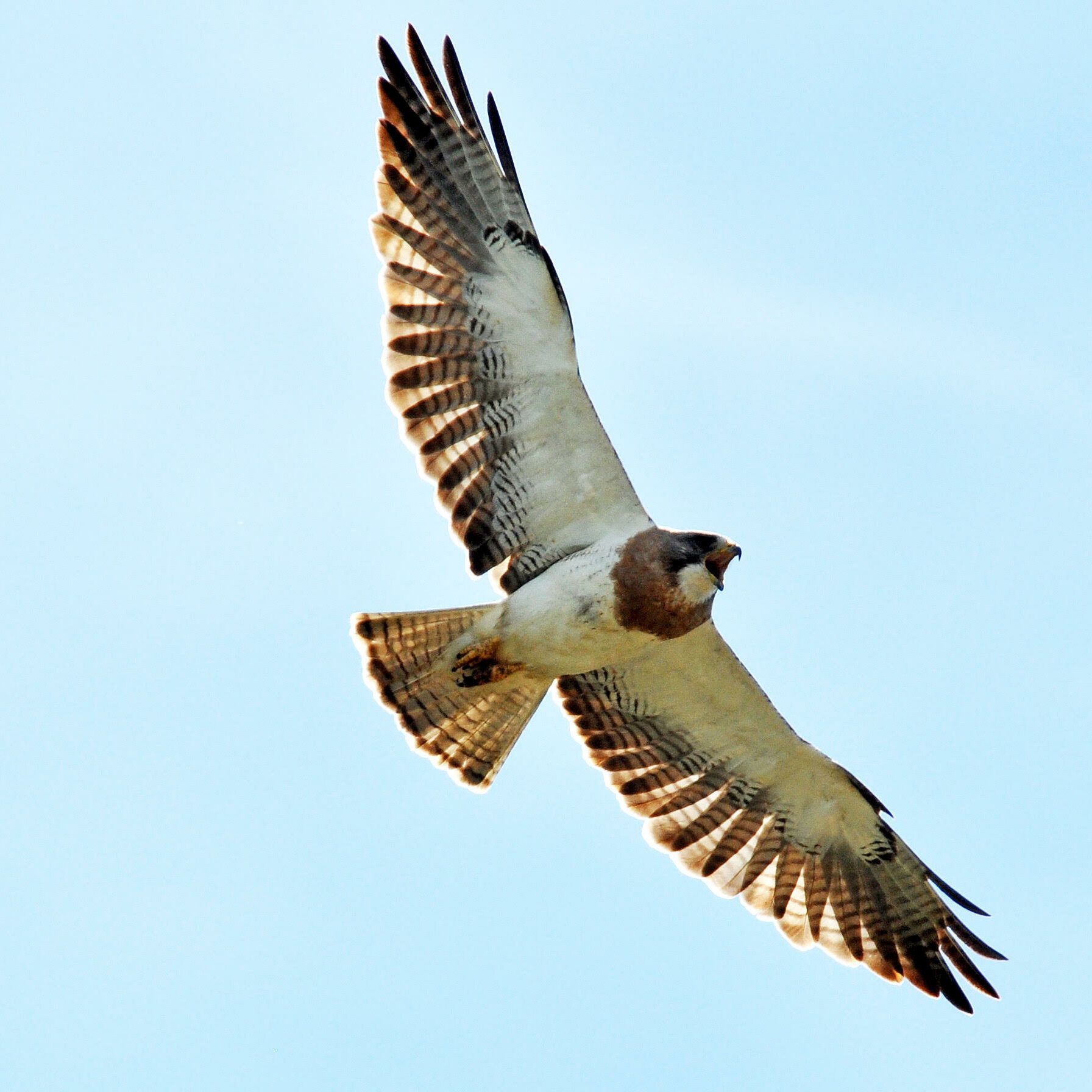 SWHA_lightmorph-calling_ChuckHundertmark Light morph Swainson's Hawk. Photo by Chuck Hundertmark.
