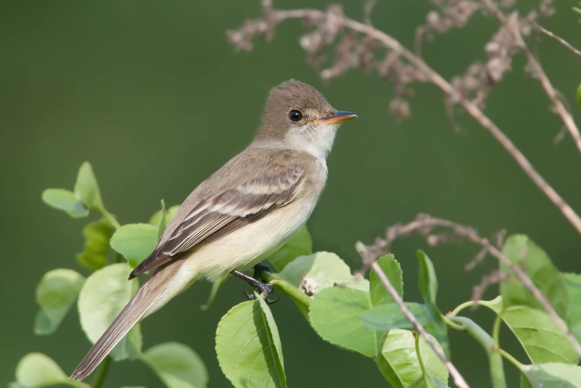 SWWIFL_CC-BY-ND_KellyColganAzar Southwestern Willow Flycatcher. Photo by Kelly Colgan Azar (CC BY-ND)