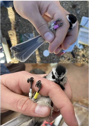 Sara_Padula_Figure_2 Figure 2. BCCH (Top) and MOCH (Bottom) after being banded. The long band on their left leg is the PIT tag and the bands on their right leg is a colored band and a metal USGS band.