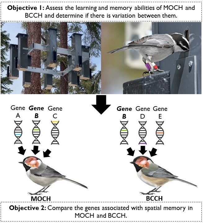 Sara_Padula_Figure_3 Figure 3. Objectives for my proposed project. Top images courtesy of the Pravosudov lab. Objective 1: On left, RFID feeder and on right, MOCH getting a seed out of a feeder. Objective 2: Many genes encode for spatial memory. Some of these genes may be different between MOCH and BCCH (Genes A and C in MOCH; Genes D and E in BCCH), while some genes may be the same (Gene B in both).