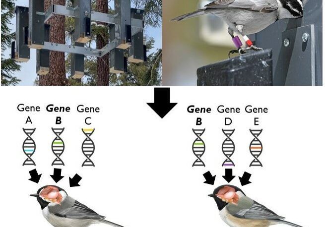 Sara_Padula_Figure_3 Figure 3. Objectives for my proposed project. Top images courtesy of the Pravosudov lab. Objective 1: On left, RFID feeder and on right, MOCH getting a seed out of a feeder. Objective 2: Many genes encode for spatial memory. Some of these genes may be different between MOCH and BCCH (Genes A and C in MOCH; Genes D and E in BCCH), while some genes may be the same (Gene B in both).