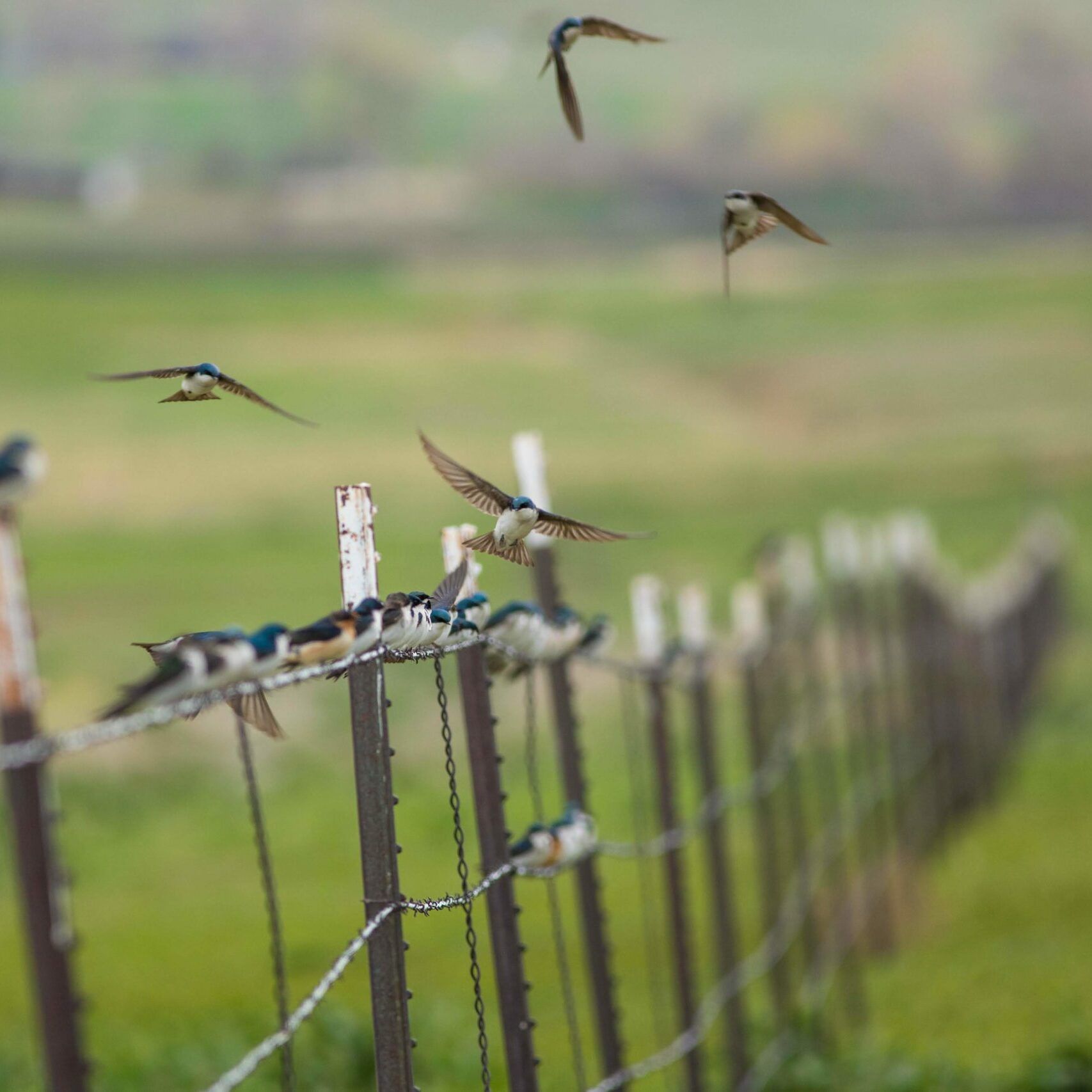 Swallows_Boulder_MikePatterson Swallows at Lagerman Reservoir, Boulder County. Photo by Mike Patterson.