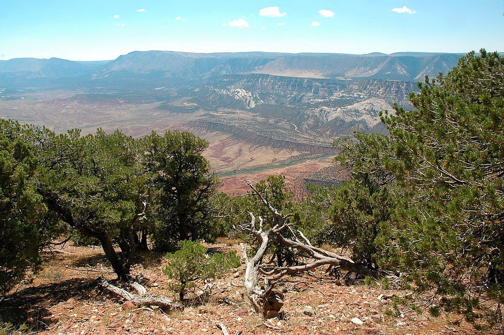 Yampa_River_Overlook_Micha de Vries View with pinyon pines in foreground and red rock hill slopes in distance